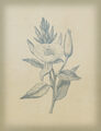 Image Not Available